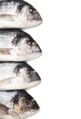 Raw bream fish on white background