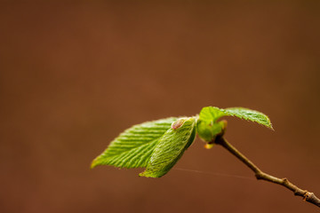 New Leaves Reaching Out