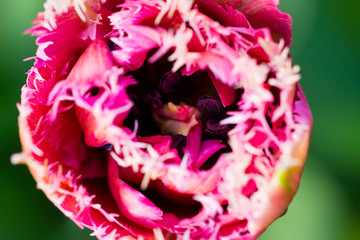 Schöne pinke Tulpe wächst im Garten