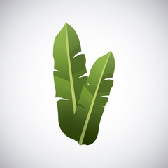 Tropical leaves design. leaf icon. natural concept, vector illustration