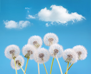 Fototapeta na wymiar dandelion flower on cloud sky background, spring landscape concept
