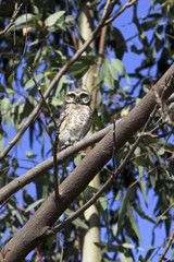 Spotted Owlet