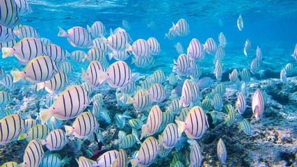 Snorkeling with Tropical Fish in Hawaiian waters near Honolulu on Oahu, Hawaii, USA    © Gordon Fahey