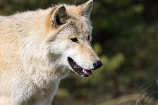 Close-up of a blond wolf
