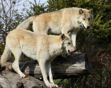 Two blond wolves on logs