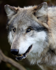 Fototapeta premium Wolf closeup in a forest