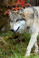 Wolf closeup in a forest