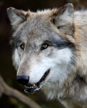 Wolf closeup in a forest