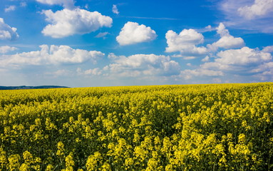 Obraz premium Yellow field