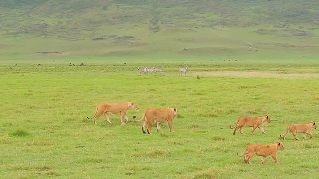 lions family walking throught ngorongoro national park looking for food