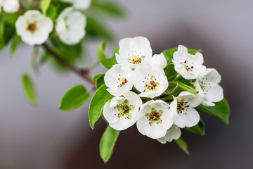 Branch of pear blossom with white flowers. Blooming pear flowers 