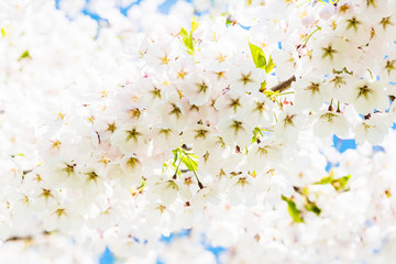 Blooming japan sakura flowers. Cherry tree branch 