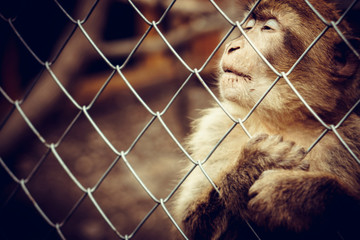 Lonely monkey sitting behind the cage at the zoo