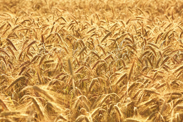 golden wheat field and sunny day