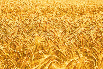 golden wheat field and sunny day