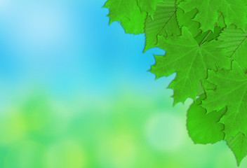 Leaves