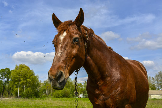 коричневая лошадь ест траву на зеленом поле