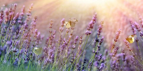 Butterflies on lavender flower - obrazy, fototapety, plakaty