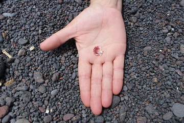 Pequeña caracola en la mano en una playa