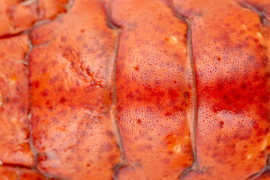 lobster shell