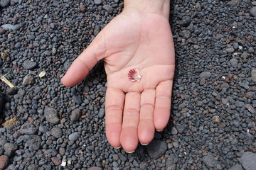 Pequeña caracola en la mano en una playa