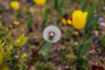 UN SOFFIONE IN UN CAMPO DI TULIPANI