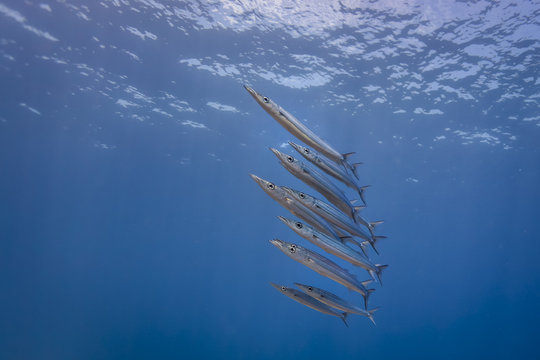 Underwater view of row of juvenile chevron barracuda (sphyraena genie), Lombok, Indonesia