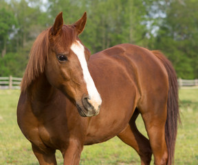 older Arabian brown and white mature horse in pasture standing relaxed side view content