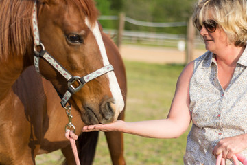 older Arabian  brown and white mature horse in pasture hand fed by woman