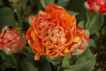 Tulipano doppio arancione