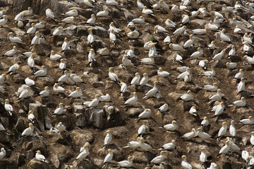 Gannets (Morus bassanus) nesting on cliff, Saltees Island, Ireland