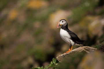 Atlantic Puffin (Fratercula arctica) on cliff top, Saltees Island, Ireland