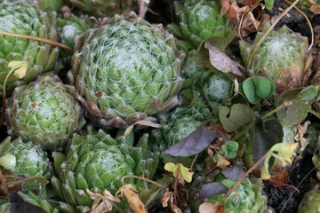 Sempervivum