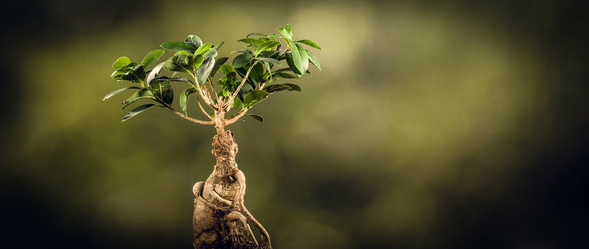 Closeup of a bonsai tree, on a sunny spring or fall day. Natural background for concept or advertising.