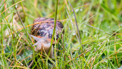 Somerset Snail In The Grass B