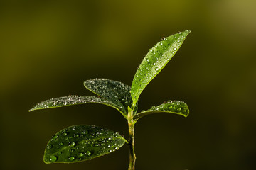Closeup of a leaf covered in droplets, on a sunny spring or fall day. Natural background for concept or advertising.