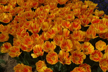 Tulipani gialli screziati