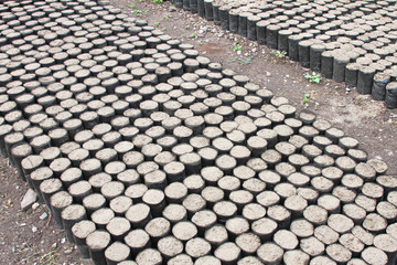Fototapeta premium Many Individual Plastic Containers with Soil for Seedlings