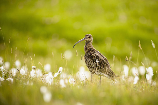 Side view of Eurasian Curlew (numenius arquata) in Common Cotton grass