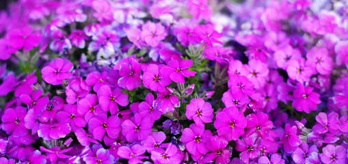 Obraz premium Blume Karte