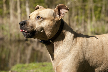blije hond speelt en zwemt in het park