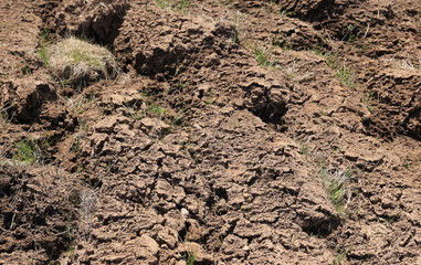 Plowed field.
Close up of cultivated soil in early spring.