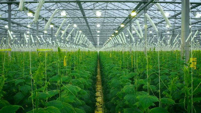 Cucumbers Growing In Very Large Plant Nursery