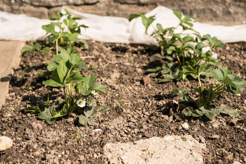 blühende Erdbeererpflanzen  - Staude 