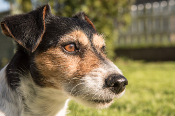 Hundekopf im Profil - Jack Russell Terrier
