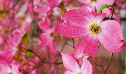 Pink dogwood (cornus) flower in the spring