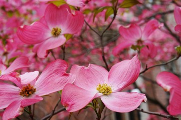 Pink dogwood (cornus) flower in the spring