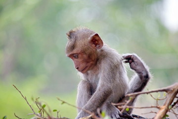 Obraz premium 可愛いサル