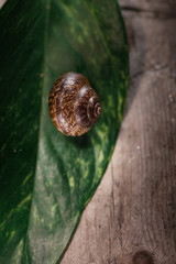 Garden snail, Helix aspersa aspersa on the green leaf