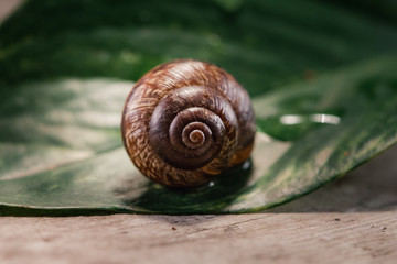 Garden snail, Helix aspersa aspersa on the green leaf